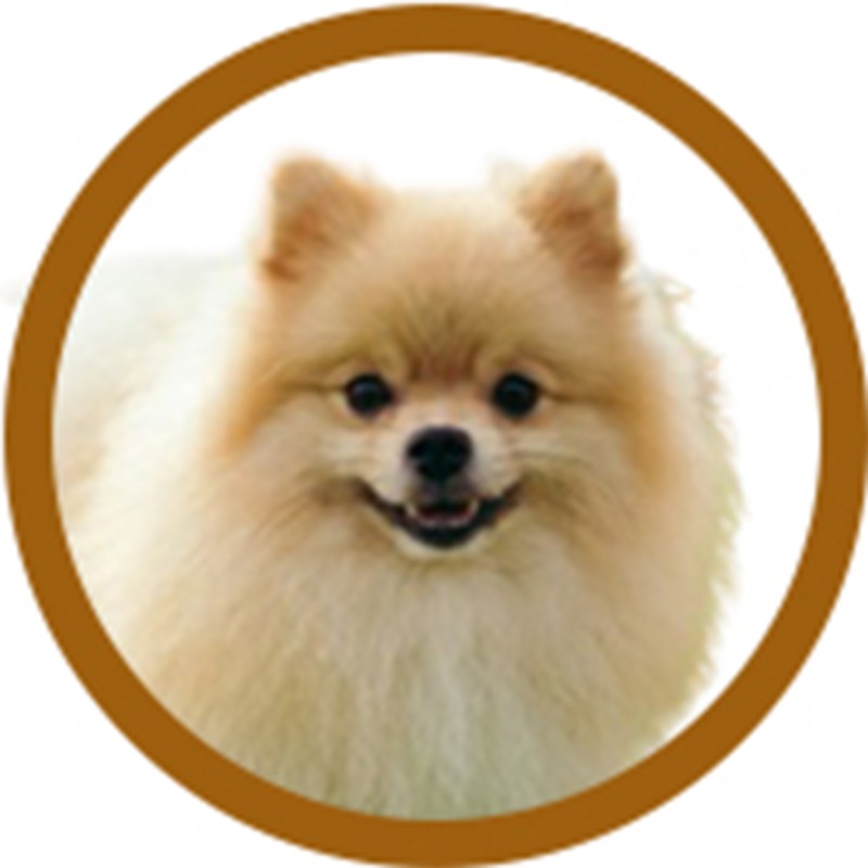 PACK TOILETTAGE SPITZ -PACK8-AGC-CREATION