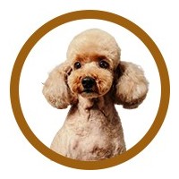 CANICHE