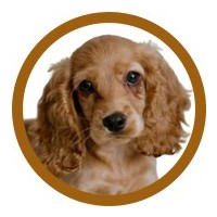 COCKER