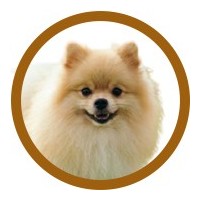 SPITZ
